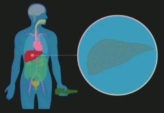 7个肝脏“受伤”信号自测！内附护肝秘诀