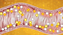 新冠粒子可在肠道内藏匿7个月，怎么让危害最小